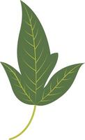 Tropical Leaf Element with Flat Design. Isolated on White Background. vector