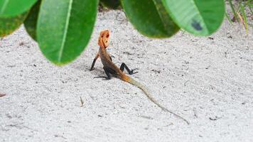 Close up footage of a colorful lizard on white sand through leaves on an island in the Maldives video