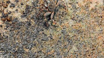 close up footage of small crab on a rocky coast is covered by a wave with spray, a beach in the Maldives video