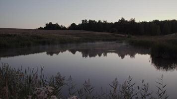 Plants on shore of lake with reflecting water during sunset video