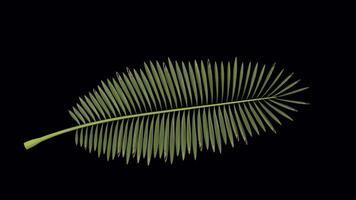 a palm tree branch sways in a loop animation with an alpha channel video