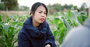 Handheld selective focus shot, Two Asian farmers talk while pulling weeds from a corn field in the cold morning air. Winter activity. video