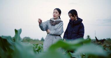 Handheld selective focus shot, Two Asian female farmers stand in a corn field and discuss their crops in the cold morning air. Winter Activities video