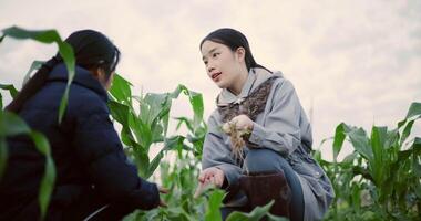 Handheld low angle view shot, Two Asian female farmers talk while pulling weeds from a corn field in the cold morning air. Winter activity. video