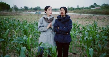 Handheld shot, Two Asian female farmers stand in a corn field and discuss their crops in the cold morning air. Winter Activities video