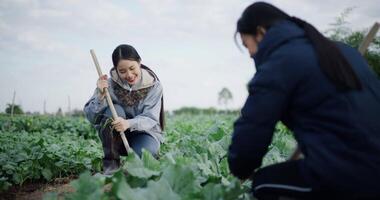 Handheld selective focus shot, Two Asian female gardeners happily chatting while working in a vegetable garden, carefully tending crops with a hoe on a cold morning video