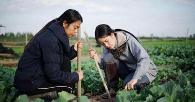 Handheld shot, Two Asian female gardeners happily chatting while working in a vegetable garden, carefully tending crops with a hoe on a cold morning. Winter activity. video