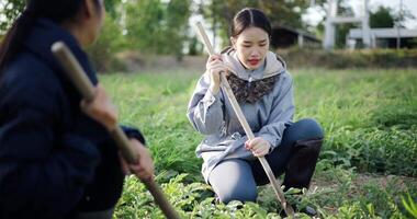 Handheld selective focus shot, Two Asian gardeners chatting happily while using a shovel to weed watermelon fields in the cold morning air, Winter activity. video