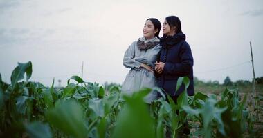 Handheld low angle view shot, Two Asian female farmers stand in a corn field and discuss their crops in the cold morning air. Winter Activities video