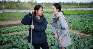 Two female gardeners stand looking at vegetable garden and chatting happily in the cold morning. Winter activities. video