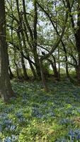 Wider shot of the blue-flowered meadow with trees in the background. Two crows land on the branches, wildlife to the blooming landscape. For storytelling, natural habitat scenes, spring-themed content video