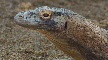Komodo dragon or Komodo monitor in a natural park - Varanus komodoensis video