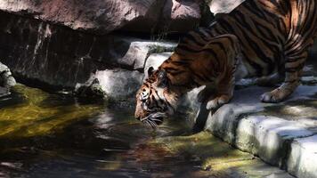 Sumatran Tiger drinking in a river in a natural park Panthera tigris sumatrae video
