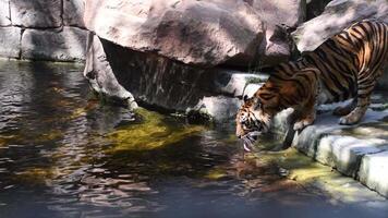 Sumatran Tiger drinking in a river in a natural park - Panthera tigris sumatrae video