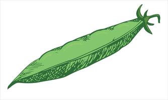 sketch of a green pea pod. Closed bean pod in color engraving technique. Hand drawn in black. Useful legume plant. vector