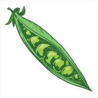 sketch of green peas. Open bean pod, seeds are visible. Imitation of color engraving technique. Useful vegetable crop. Peas are hand-drawn with ink and brush. vector