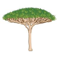 Unique dragon tree or so called Dracaena cinnabari growing in Yemen. Landmark of Socotra island with local name ariyob. illustration in flat style. vector