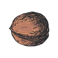 Hand drawn sketch of walnut illustration. Whole nut in shell. Imitation of color engraving. vector