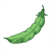 sketch of a closed green pea pod. Bean pod in vintage color engraving technique. Hand drawn with black ink on a white background. Drawing of a useful legume plant. vector