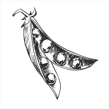 sketch of an open green pea pod. Bean pod, seeds visible. Imitation of engraving technique. Useful vegetable crop. Peas are hand-drawn with black ink on a white background. vector