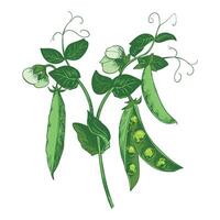 Branch with green pea pods, leaves, flowers and tendrils. bean pod, seeds visible. Imitation of color engraving technique. Useful legume crop. Peas are hand-drawn with ink. vector