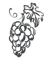 sketch of grapes. Hand drawn illustration. Quick drawing of grapevine with black ink and brush. Clipart for wine label, juice, winery logo. vector