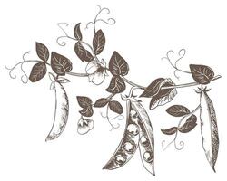 Branch with green pea pods, leaves, flowers and tendrils. ripe bean pod, seeds visible. Imitation of engraving technique. Useful legume crop. Peas are hand-drawn with ink on a white background. vector