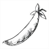 sketch of green peas. Closed bean pod in engraving technique. Useful vegetable crop. Peas hand-drawn in black ink. vector