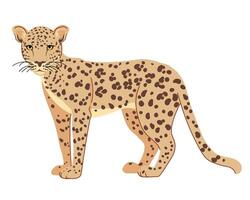 Arabian leopard is a traditionally revered animal in Yemen. Panthera pardus nimr is a large predator living on the Arabian Peninsula. large spotted cat in flat style. vector