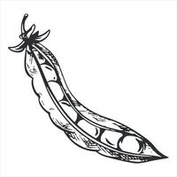 sketch of an open green pea pod. Bean pod, seeds visible. Imitation of engraving technique. The drawing is hand-drawn with black ink on a white background. vector