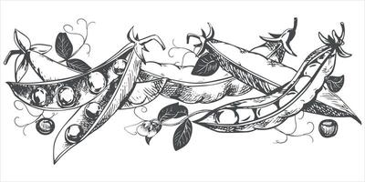 Green pea pods with leaves, flowers, seeds and tendrils lie on the table. sketch in engraving technique. Useful legume crop. Peas are hand-drawn with ink on a white background. vector