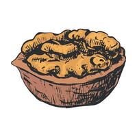 Hand-drawn sketch of walnut illustration. Open walnut kernel and shell sketch icons. Fresh organic food. Vegetarian diet snack. Isolated on white background. vector