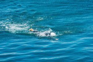 Triathlon Training Swimmer Perfecting their Stroke in the Sea photo