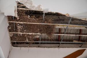 Ceiling destroyed by the weight of bird nest. photo