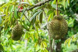 Durians growing on durian tree in Thailand. photo
