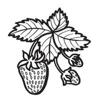 Strawberry with leaves hand drawn isolated illustration for food product desing. Fresh garden berries black and white sketch, organic healthy food. Summer fruit in line art style for cosmetic. vector