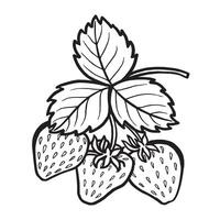 Strawberry with leaves hand drawn illustration for food product desing. Fresh garden berries black and white sketch, organic healthy food. Summer fruit in line art style for cosmetic. vector