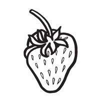 Strawberry hand drawn isolated illustration for food product desing. Fresh garden berries black and white, healthy food. Summer fruit in line art style for cosmetic and textile. vector