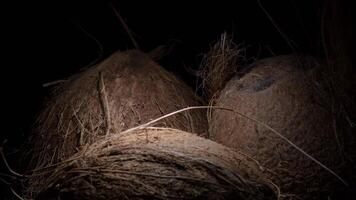 Coconuts, tropical fruit, in black background with intimate light video