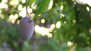 Mango hanging in a mango tree at sunset in a fruit trees plantation video