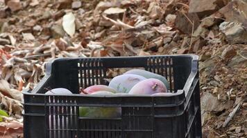 Putting mango just harvested in a box video