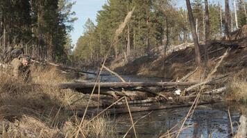 Man Crossing Creek on Fallen Trees During Forest Hike, Bushcrafter carefully walks over a log bridge with backpack and stick in a dense coniferous forest video