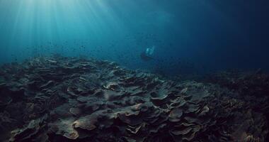 Female freedive and glides with diving fins under sea in tropical ocean with sun rays in Raja Ampat video