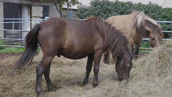 Herd of horses on a farm near a haystack. video