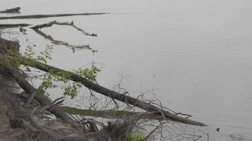 Float in the water to catch fish in the river near the shore. video