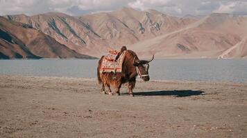 Tibetan Yak Walking by Lake With Himalayan Mountains video