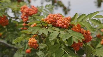 Branch of red viburnum in the garden. video