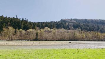 Spring forest landscape with green meadow and flowing river under clear sky, view of lush hillside trees in early bloom captured on a bright sunny day video