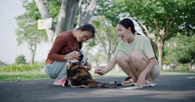 Two happy women enjoying playing with cat on a weekend in a park. Spending free time with pet. video