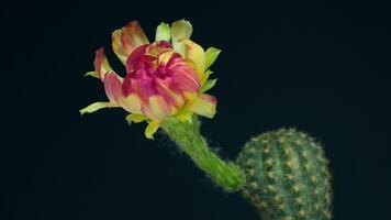 A cactus plant with a single flower on it video